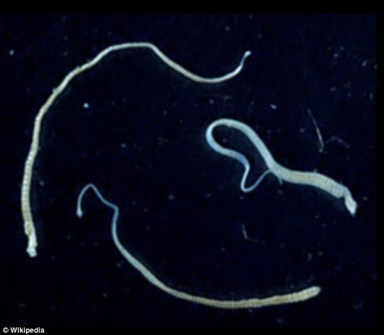 Sán[-]dây[-]lùn[-]Hymenolepis[-]nana